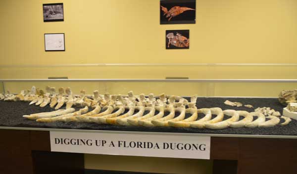 Dugong fossils Clewiston Museum