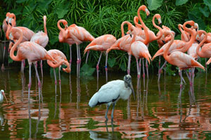 Flamingos, Gatorland Orlando FL
